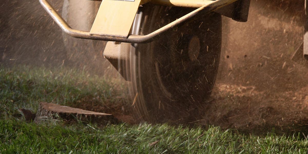 Tree root removal tool