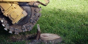 Tree root removal tool