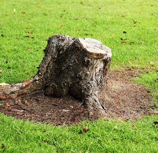 Tree stump removal