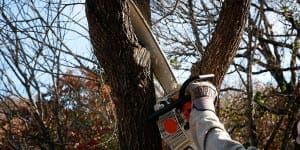 Tree trimming