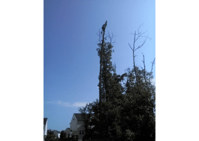 Tall tree removal