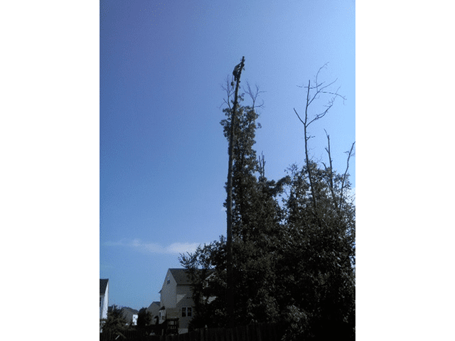 Tall tree removal
