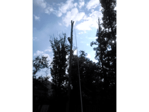 tall tree removal