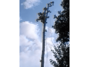 tall tree