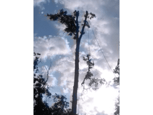tall tree
