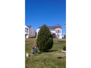 tree removal