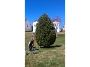 tree removal