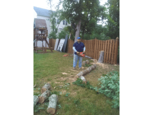 tree trunk removal