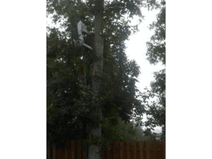 tree trunk removal