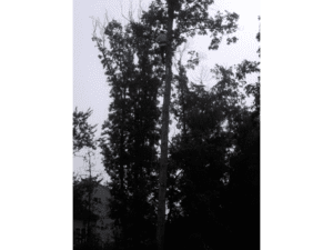 tree trunk removal