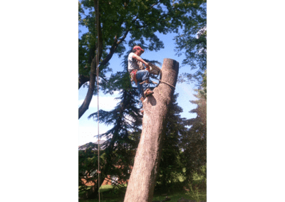 tree trunk removal