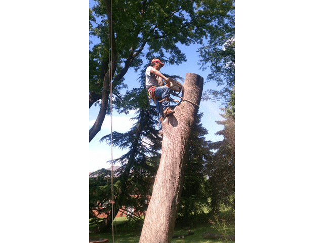 tree trunk removal