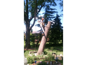 tree trunk removal