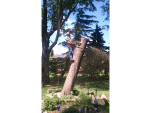 tree trunk removal