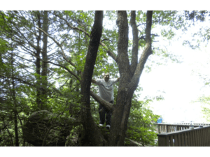 tree contractor