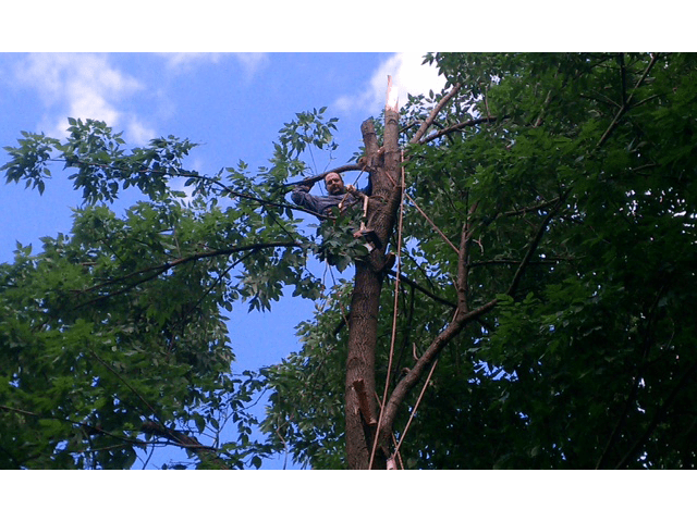 tree contractors cutting a tree branch