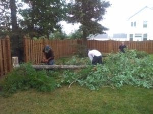 tree removal