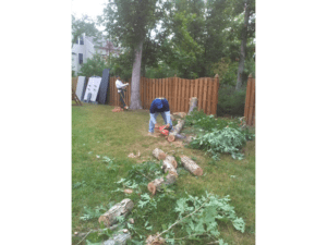 tree removal