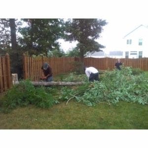 tree removal