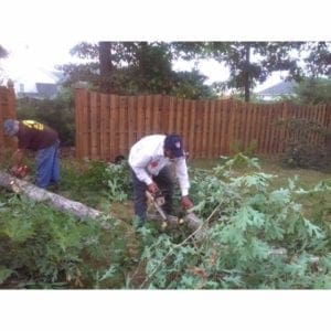 tree removal