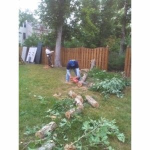 tree removal