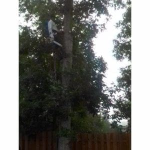 tree removal