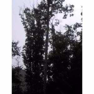tree removal