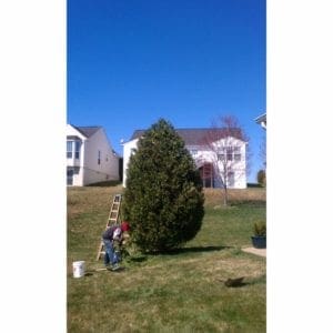 bush trimming