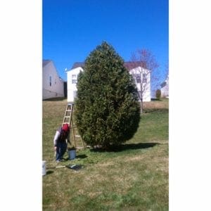 bush trimming