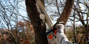 tree trimming