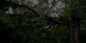 tree branch