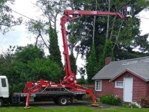 tree trimming