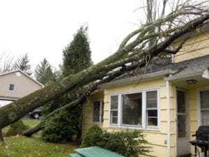 tree cutting