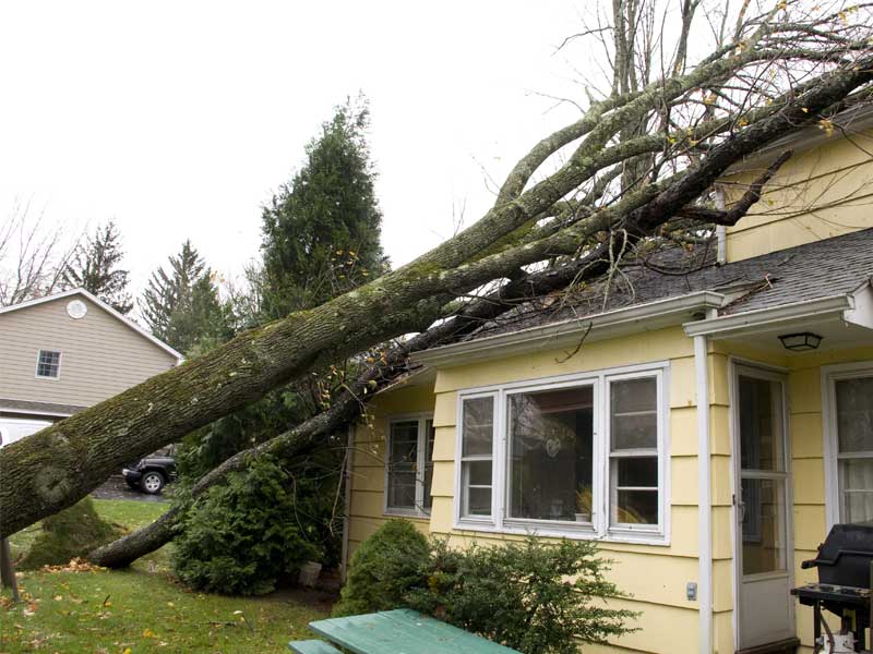Storm Damage & Yard Cleanup Services 