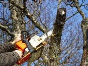 tree trimming