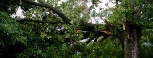 tree branch